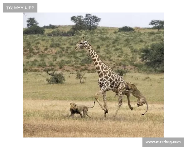 佩德里非洲 Safari 玩心跳:与狮共舞求生欲爆棚 佩德里非洲 Safari 玩心跳:与狮共舞求生欲爆棚